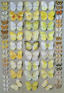 Papuan Butterflies 1, 1917-1818